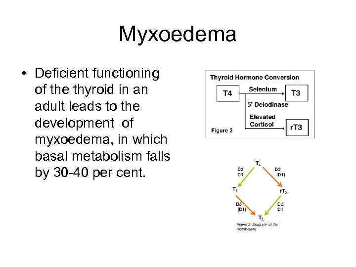 Myxoedema • Deficient functioning of the thyroid in an adult leads to the development