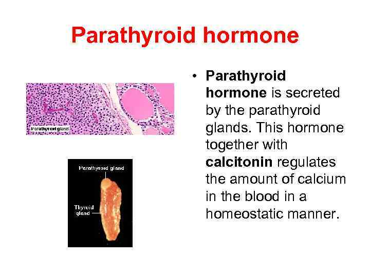 Parathyroid hormone • Parathyroid hormone is secreted by the parathyroid glands. This hormone together