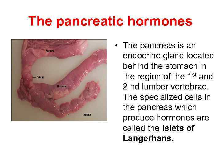 The pancreatic hormones • The pancreas is an endocrine gland located behind the stomach