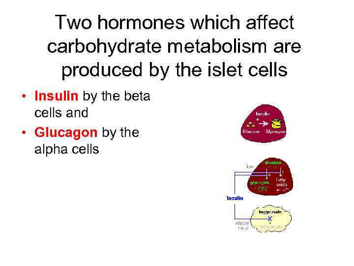 Two hormones which affect carbohydrate metabolism are produced by the islet cells • Insulin