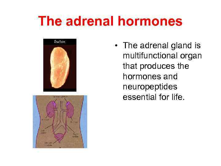 The adrenal hormones • The adrenal gland is multifunctional organ that produces the hormones