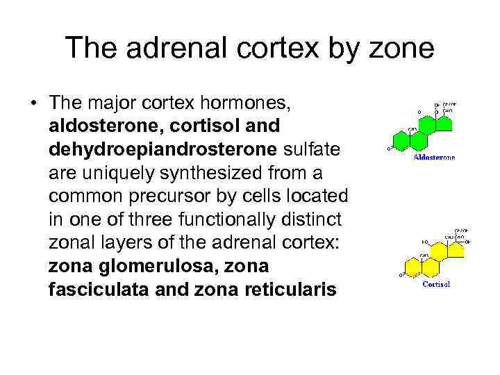 The adrenal cortex by zone • The major cortex hormones, aldosterone, cortisol and dehydroepiandrosterone