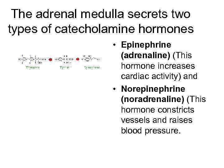 The adrenal medulla secrets two types of catecholamine hormones • Epinephrine (adrenaline) (This hormone