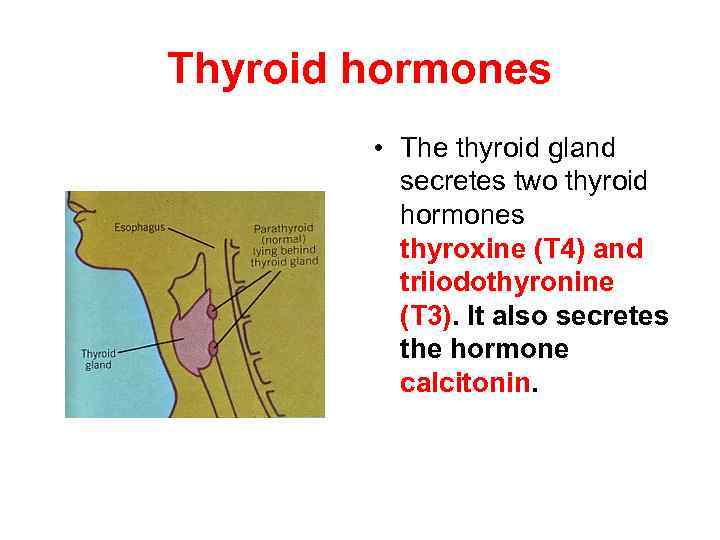 Thyroid hormones • The thyroid gland secretes two thyroid hormones thyroxine (T 4) and
