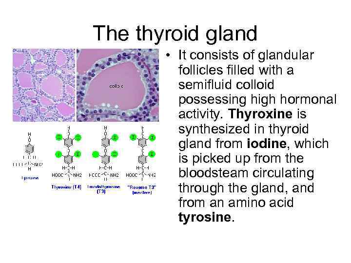 The thyroid gland • It consists of glandular follicles filled with a semifluid colloid