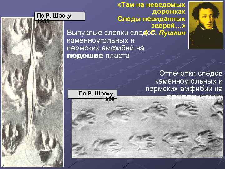  «Там на неведомых дорожках По Р. Шроку, Следы невиданных 1950 зверей…» А. С.