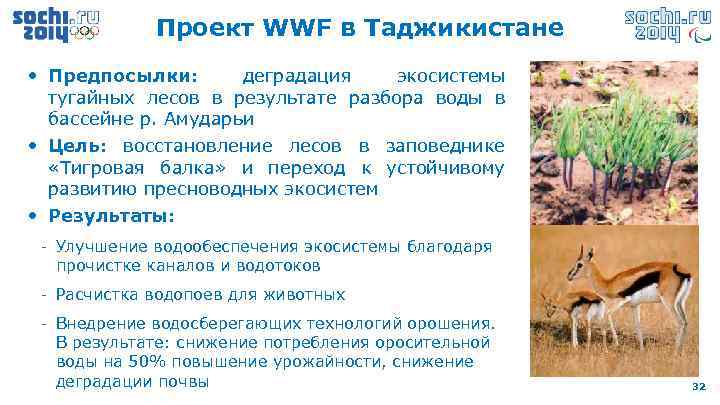 Проект WWF в Таджикистане • Предпосылки: деградация экосистемы тугайных лесов в результате разбора воды