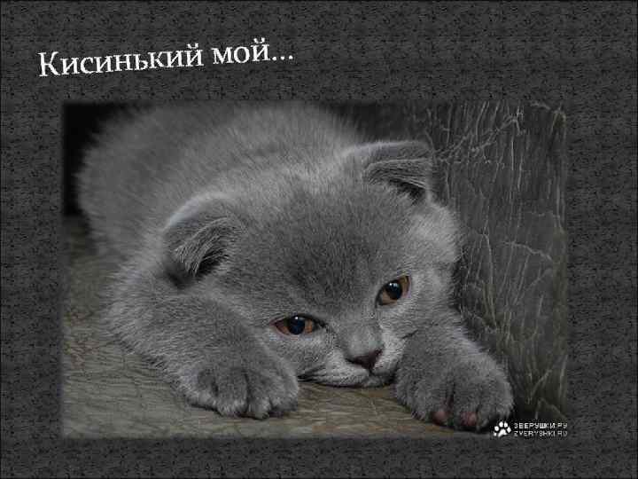 синький мой… Ки 