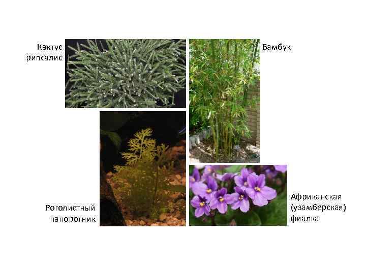 Кактус рипсалис Роголистный папоротник Бамбук Африканская (узамберская) фиалка 