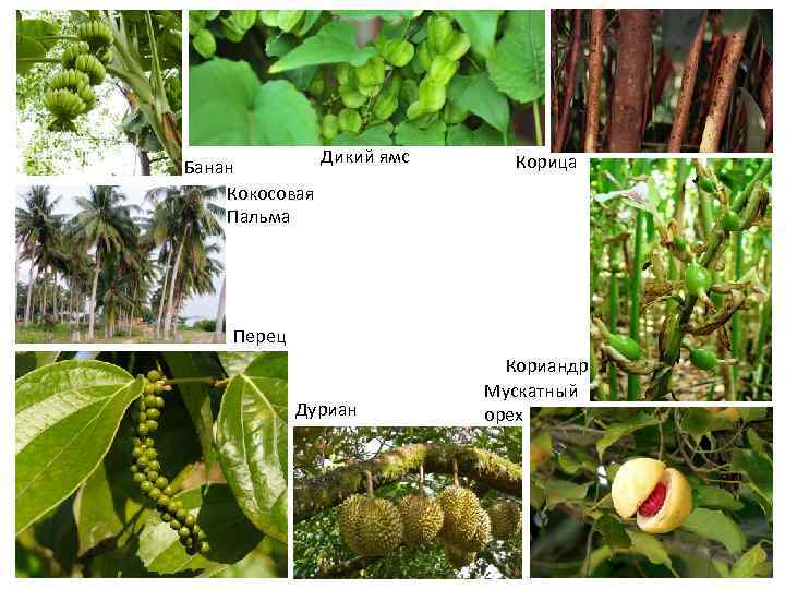 Банан Кокосовая Пальма Дикий ямс Корица Перец Дуриан Кориандр Мускатный орех 