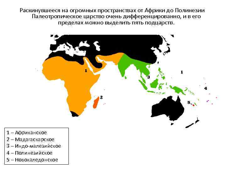 Раскинувшееся на огромных пространствах от Африки до Полинезии Палеотропическое царство очень дифференцированно, и в