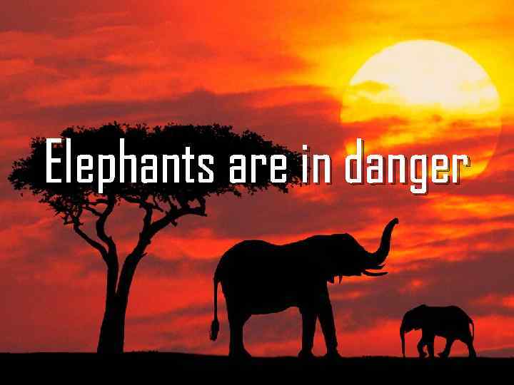 Elephants are in danger 