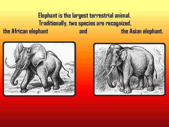 Elephant is the largest terrestrial animal. Traditionally, two species are recognized, the African elephant