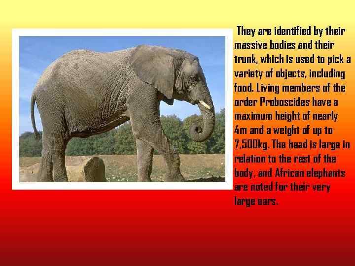 They are identified by their massive bodies and their trunk, which is used to