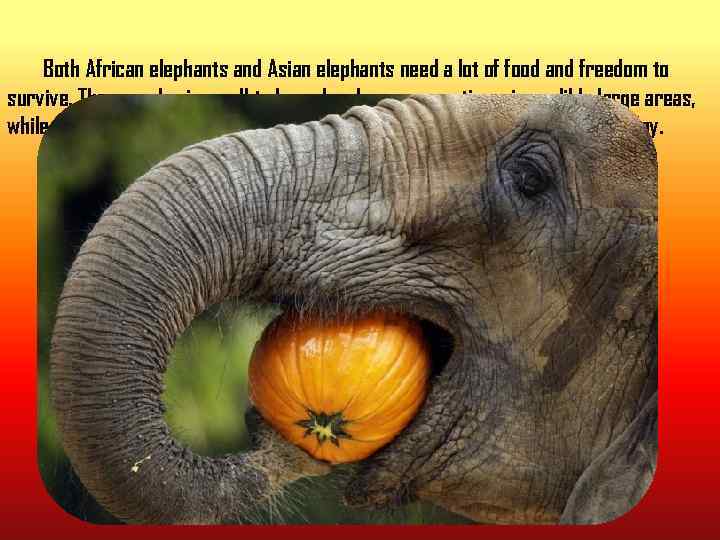 Both African elephants and Asian elephants need a lot of food and freedom to