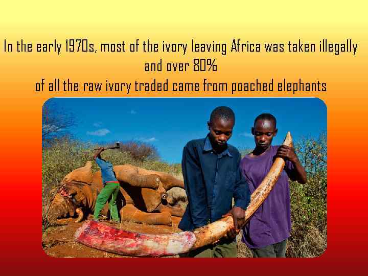 In the early 1970 s, most of the ivory leaving Africa was taken illegally