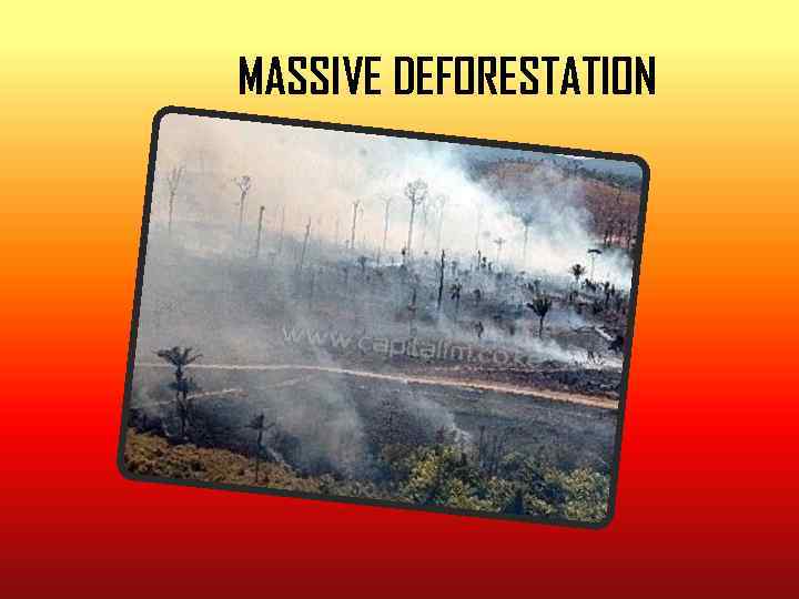 MASSIVE DEFORESTATION 