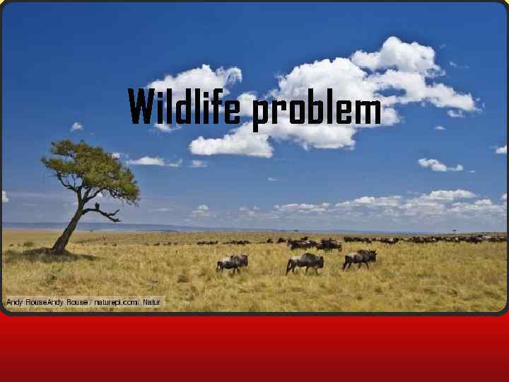 Wildlife problem 