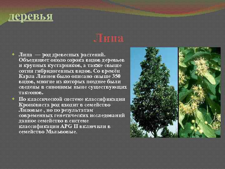 деревья Липа — род древесных растений. Объединяет около сорока видов деревьев и крупных кустарников,