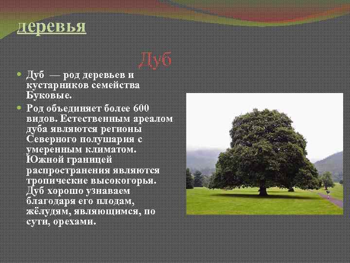 Дуб является. Род деревьев и кустарников семейства. Род в виде дерева. Дерево рода дуб. Виды рода дуб.