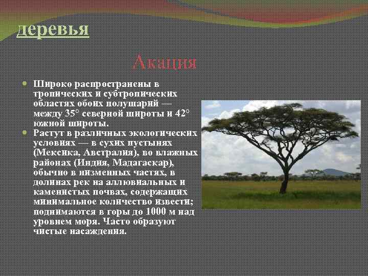 деревья Акация Широко распространены в тропических и субтропических областях обоих полушарий — между 35°