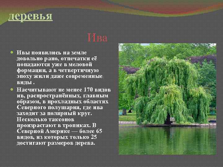 деревья Ива Ивы появились на земле довольно рано, отпечатки её попадаются уже в меловой