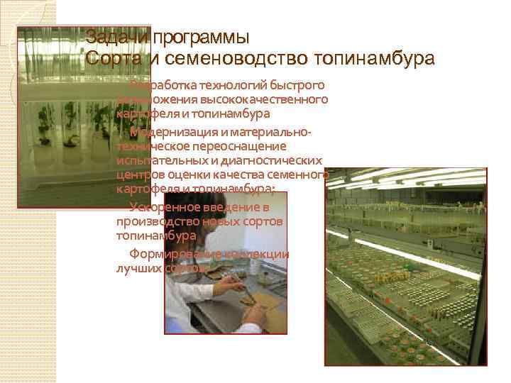 Задачи программы Сорта и семеноводство топинамбура Разработка технологий быстрого размножения высококачественного картофеля и топинамбура
