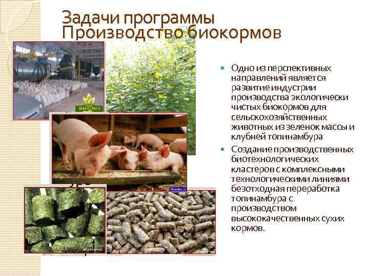 Задачи программы Производство биокормов Одно из перспективных направлений является развитие индустрии производства экологически чистых