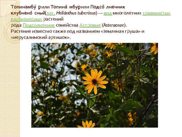 Топинамбу р , или Топина мбур , или Подсо лнечник клубнено сный лат. Heliánthus