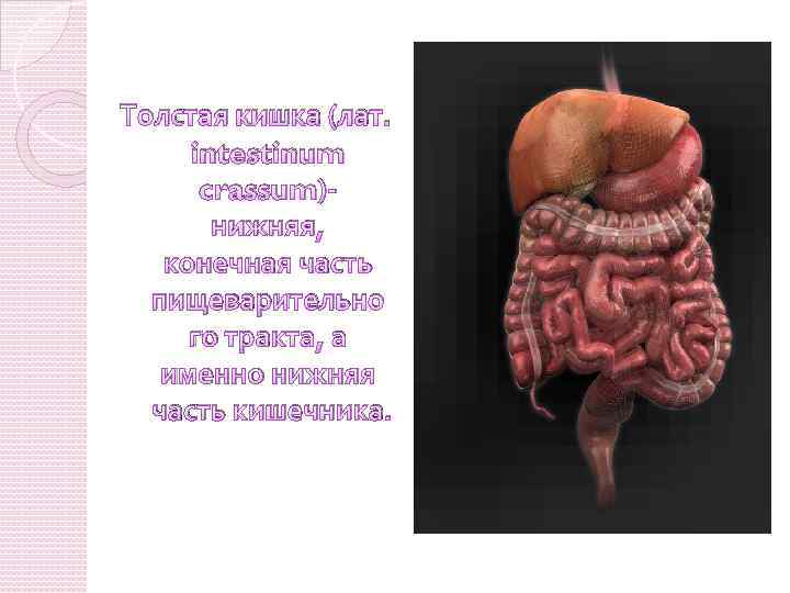 Толстая кишка (лат. intestinum crassum)нижняя, конечная часть пищеварительно го тракта, а именно нижняя часть