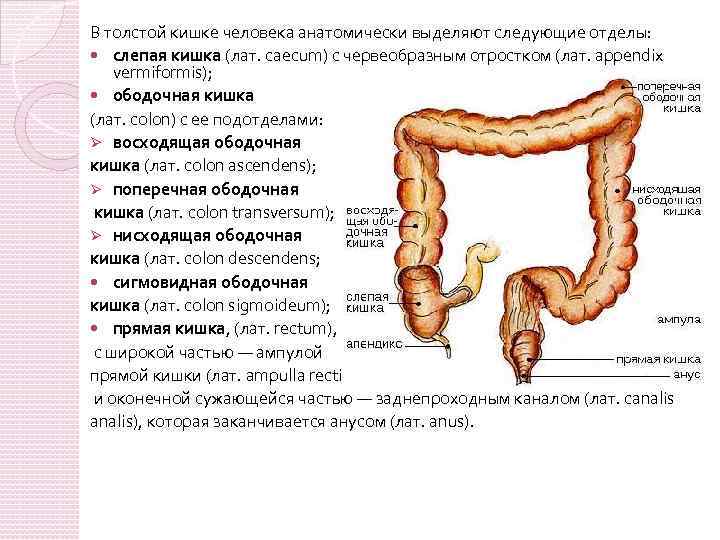 Отделы толстого кишечника схема