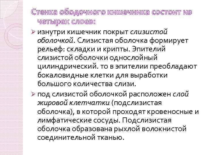Стенка ободочного кишечника состоит из четырех слоев: Ø изнутри кишечник покрыт слизистой оболочкой. Слизистая