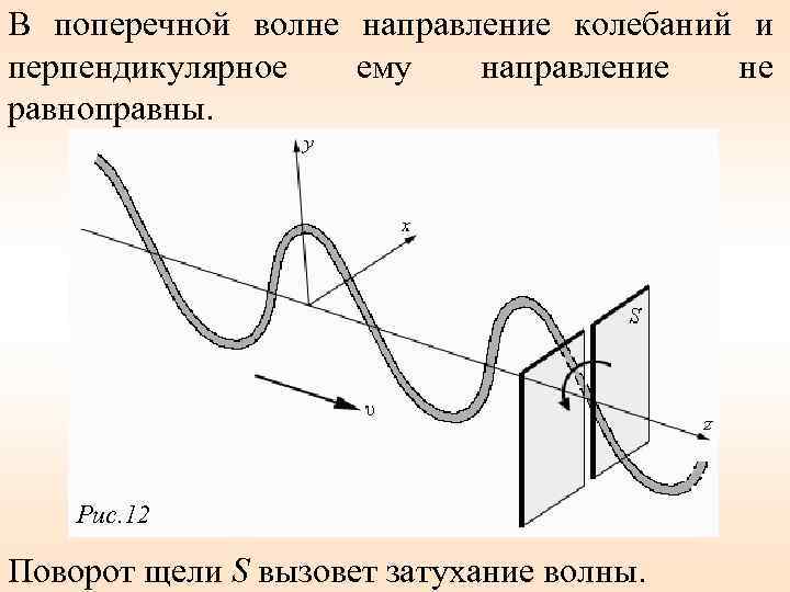 В поперечной волне направление колебаний и перпендикулярное ему направление не равноправны. Рис. 12 Поворот