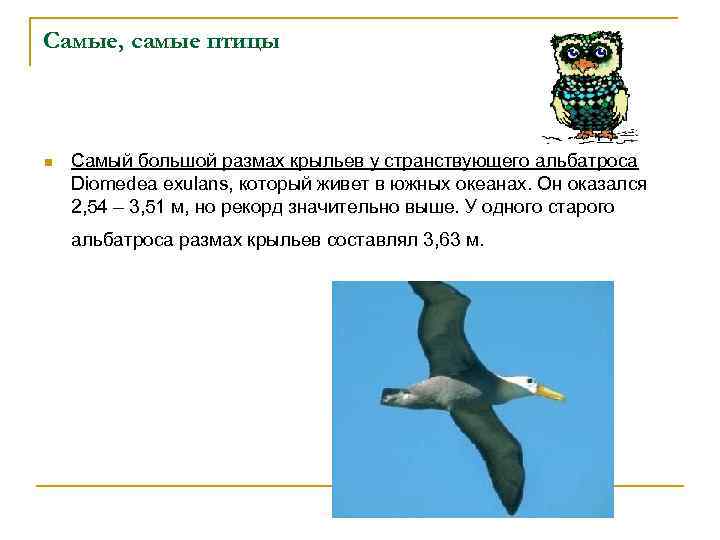 Самые, самые птицы n Самый большой размах крыльев у странствующего альбатроса Diomedea exulans, который