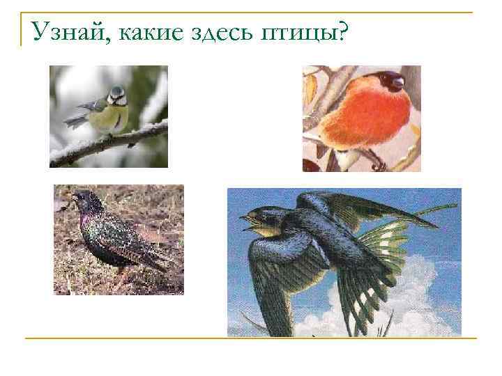 Узнай, какие здесь птицы? 