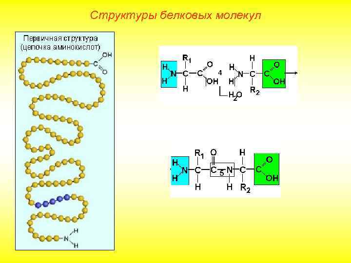 Структуры белковых молекул 