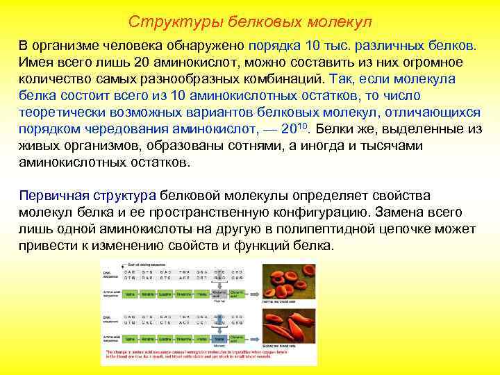 Структуры белковых молекул В организме человека обнаружено порядка 10 тыс. различных белков. Имея всего
