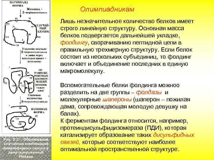 Олимпиадникам Лишь незначительное количество белков имеет строго линейную структуру. Основная масса белков подвергается дальнейшей