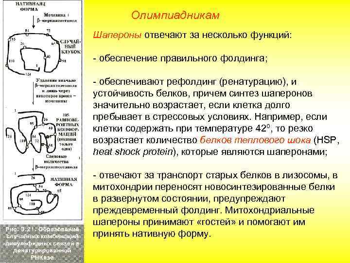 Олимпиадникам Шапероны отвечают за несколько функций: - обеспечение правильного фолдинга; - обеспечивают рефолдинг (ренатурацию),