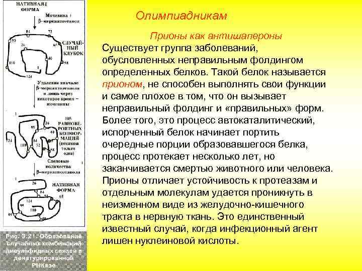 Олимпиадникам Прионы как антишапероны Существует группа заболеваний, обусловленных неправильным фолдингом определенных белков. Такой белок