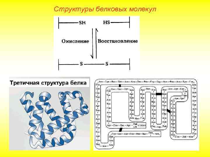 Строение белков презентация