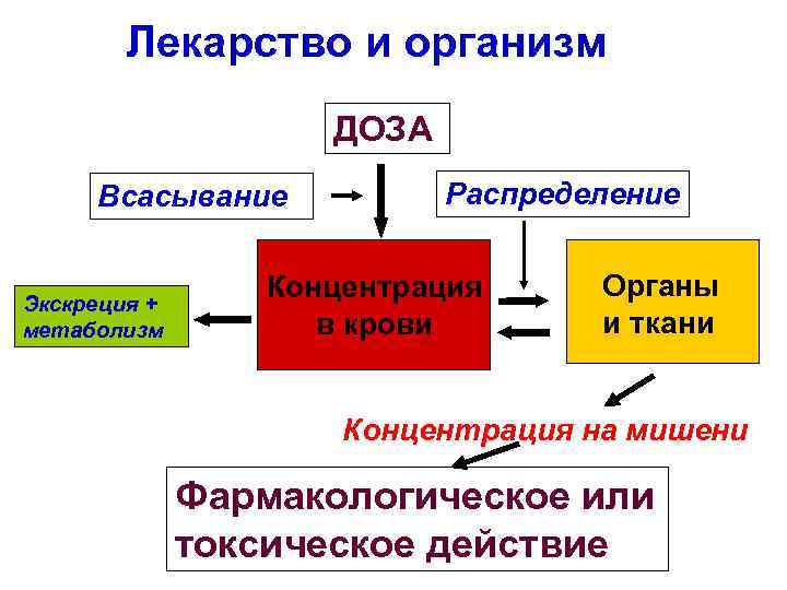 Лекарство и организм ДОЗА Всасывание Экскреция + метаболизм Распределение Концентрация в крови Органы и