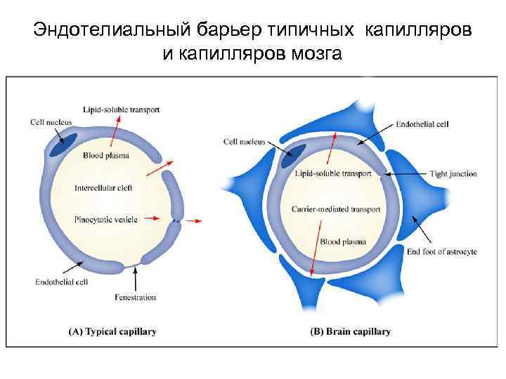Эндотелиальный барьер типичных капилляров и капилляров мозга 