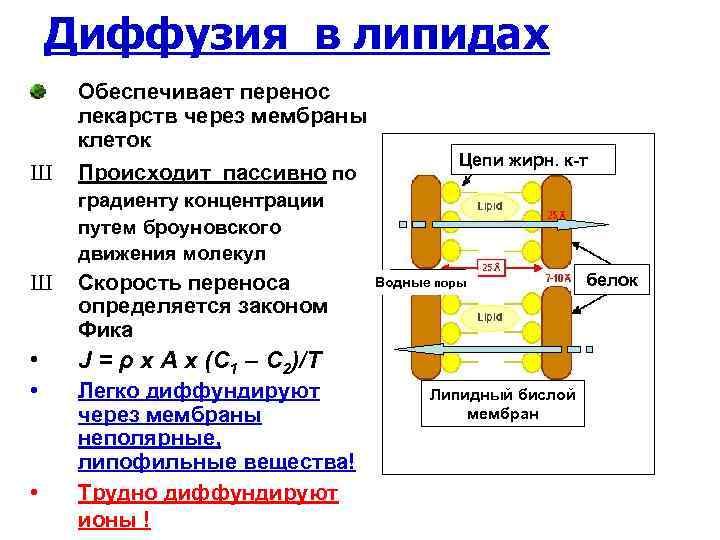 Диффузия в липидах Обеспечивает перенос лекарств через мембраны клеток Ш Происходит пассивно по Цепи