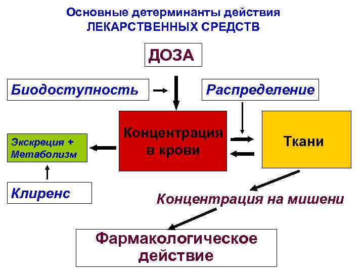 Основные детерминанты действия ЛЕКАРСТВЕННЫХ СРЕДСТВ ДОЗА Биодоступность Экскреция + Метаболизм Клиренс Распределение Концентрация в