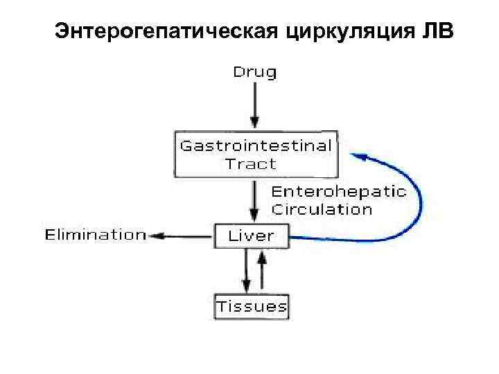 Энтерогепатическая циркуляция ЛВ 