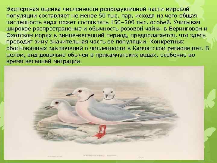 Экспертная оценка численности репродуктивной части мировой популяции составляет не менее 50 тыс. пар, исходя