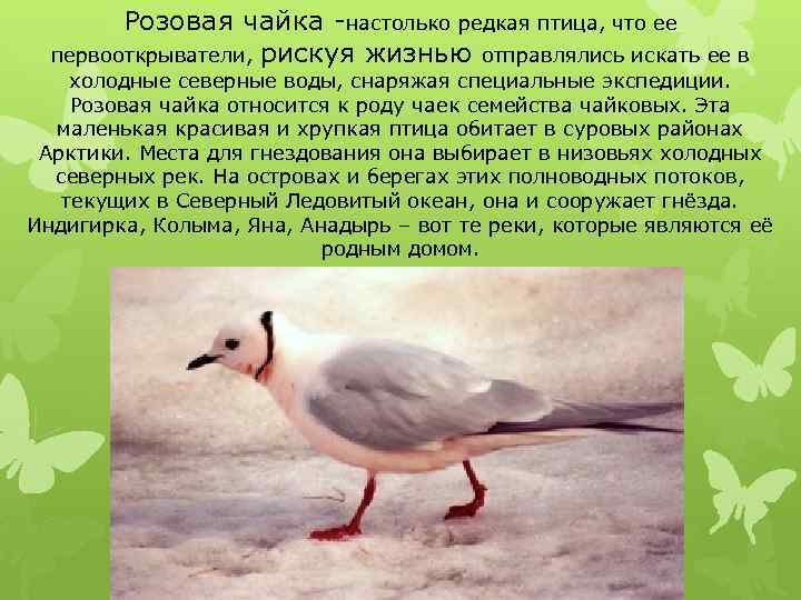Розовая чайка -настолько редкая птица, что ее первооткрыватели, рискуя жизнью отправлялись искать ее в