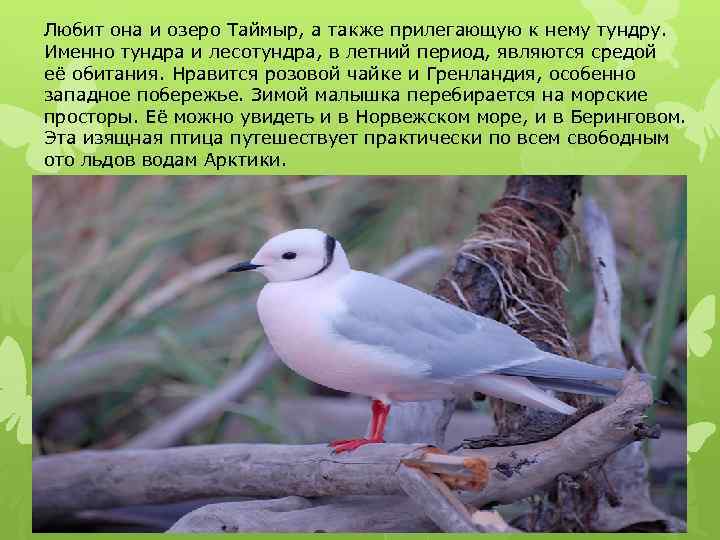 Любит она и озеро Таймыр, а также прилегающую к нему тундру. Именно тундра и