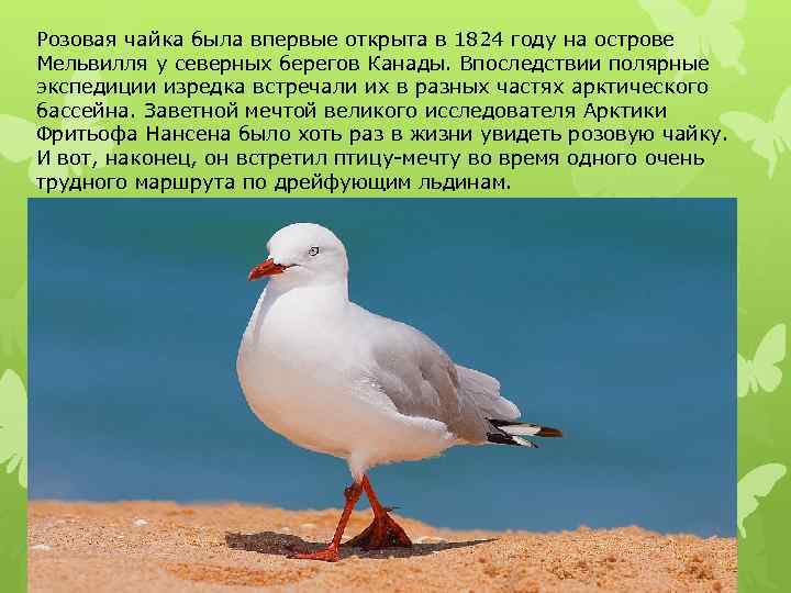 Розовая чайка была впервые открыта в 1824 году на острове Мельвилля у северных берегов